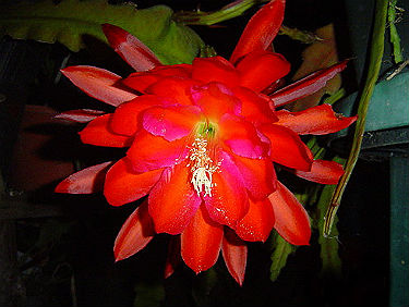 (image for) Epiphyllum Orchid Cactus \'Super Chief\' 5 Seeds